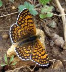 Glanville Fritillary (Melitaea cinxia)