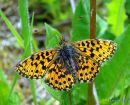 Weaver's Fritillary (Clossinia dia) F