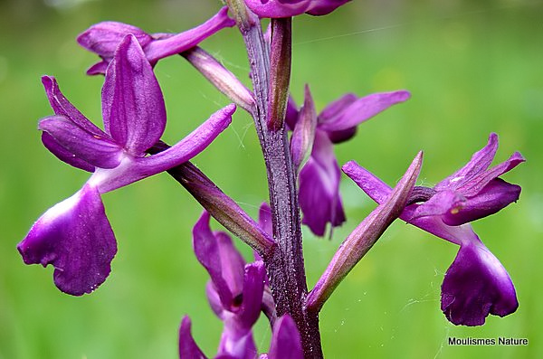 Loose-flowered Orchid (Orchis laxiflora)