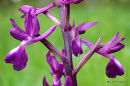 Loose-flowered Orchid (Orchis laxiflora)