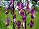 Loose-flowered Orchid (Orchis laxiflora)