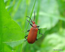 Cardinal Beetle sp. Pyrochroa serraticornis