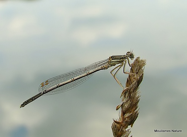 White-legged Damselfly (Platycnemis pennipes) M-Imm