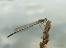 White-legged Damselfly (Platycnemis pennipes) M-Imm