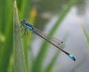 Blue-tailed Damselfly (Ischnura elegans) M, Agrion elegant