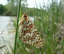 Knapweed Fritillary (Melitaea phoebe)