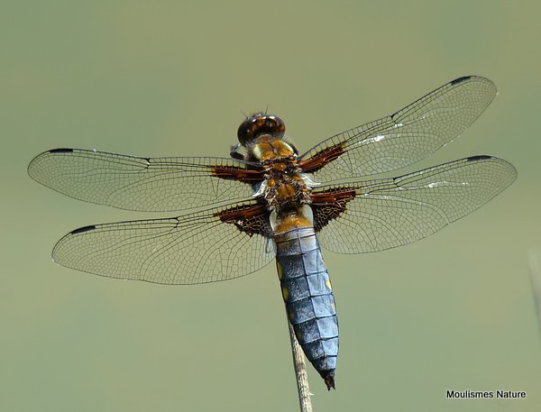 Broad-bodied Chaser (Libellula depressa) M, Libellule deprimee