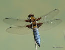 Broad-bodied Chaser (Libellula depressa) M, Libellule deprimee