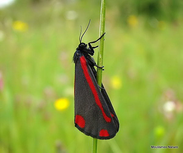 Cinnabar (Tyria jacobaeae)