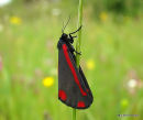 Cinnabar (Tyria jacobaeae)
