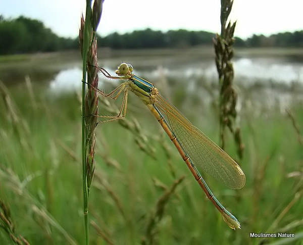 Southern Emerald (Lestes barbarus) F-ten