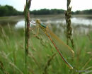 Southern Emerald (Lestes barbarus) F-ten