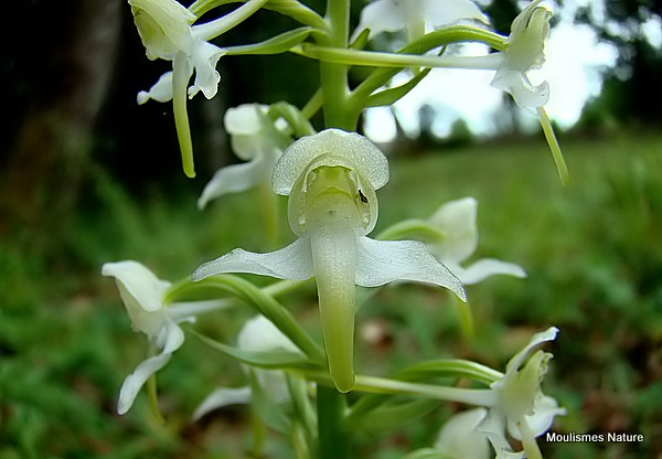 Greater Butterfly Orchid (Platanthera chlorantha), Platanthere verdatre