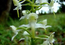 Greater Butterfly Orchid (Platanthera chlorantha), Platanthere verdatre