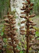 Bird's Nest Orchid (Neottia nidus-avis)