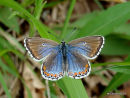 Adonis Blue (Lysandra bellargus) F