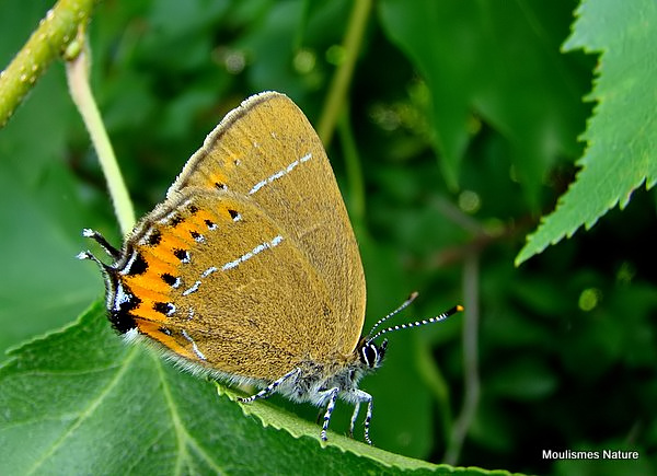 Black Hairstreak (Satyrium pruni)