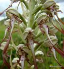 Lizard Orchid (Himantoglossum hircinum)