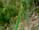 Southern Emerald (Lestes barbarus) M+F