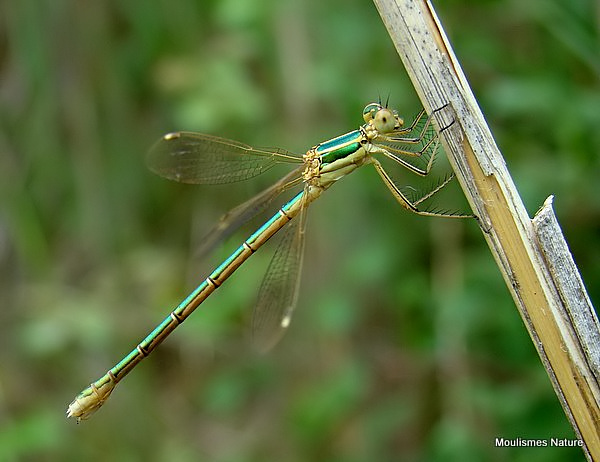 Southern Emerald (Lestes barbarus) F