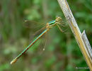 Southern Emerald (Lestes barbarus) F
