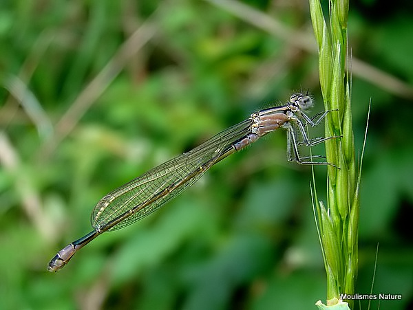 Blue-tailed Damselfly (Ischnura elegans) F-Imm 'violacea'