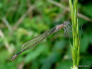 Blue-tailed Damselfly (Ischnura elegans) F-Imm 'violacea'