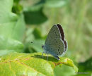 Little Blue (Cupido minimus)