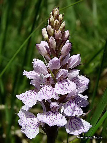 Heath Spotted Orchid (Dactylorhiza maculata ericetorum)