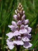 Heath Spotted Orchid (Dactylorhiza maculata ericetorum)