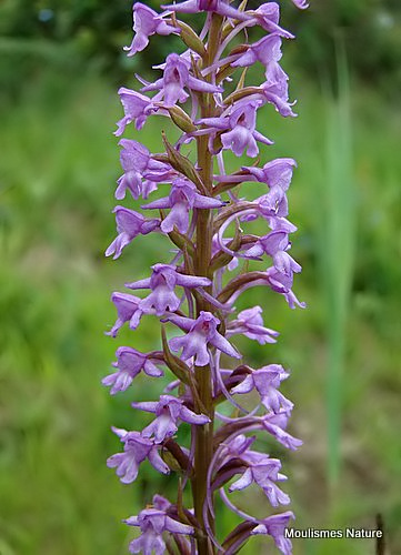 Fragrant Orchid (Gymnadenia canopsea)
