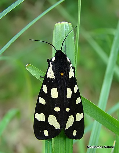 Cream-spot Tiger (Arctia villica)