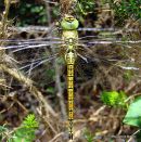 Southern Migrant Hawker (Aeshna affinis) F-ten