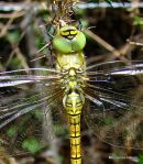 Southern Migrant Hawker (Aeshna affinis) F-ten