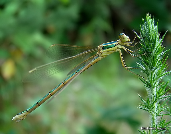 Southern Emerald (Lestes barbarus) F-ten