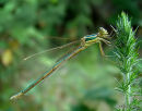 Southern Emerald (Lestes barbarus) F-ten