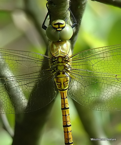 Southern Migrant Hawker (Aeshna affinis) M-ten