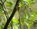 Southern Migrant Hawker (Aeshna affinis) M-ten
