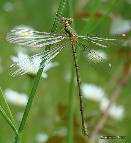 Willow Emerald (Lestes viridis) F-ten