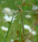 Willow Emerald (Lestes viridis) F-ten