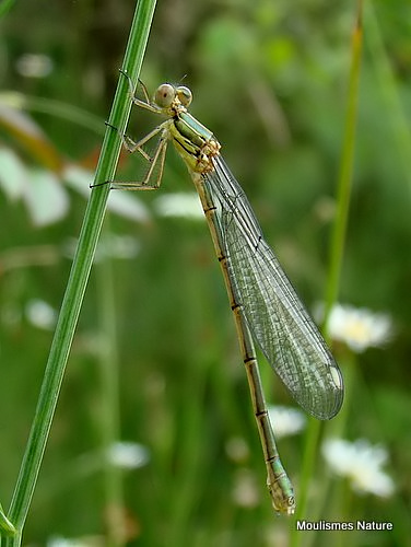 Willow Emerald (Lestes viridis) F-ten