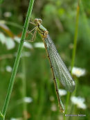 Willow Emerald (Lestes viridis) F-ten