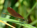 Beautiful Demoiselle (Calopteryx virgo) F