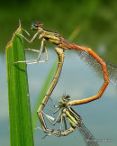 Orange White-legged Damselflies (Platycnemis acutipennis)