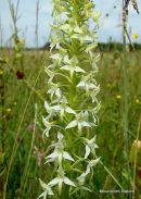 Lesser Butterfly Orchid (Platanthera bifolia)