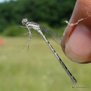 Common Blue Damselfly (Enallagma cyathigerum) F