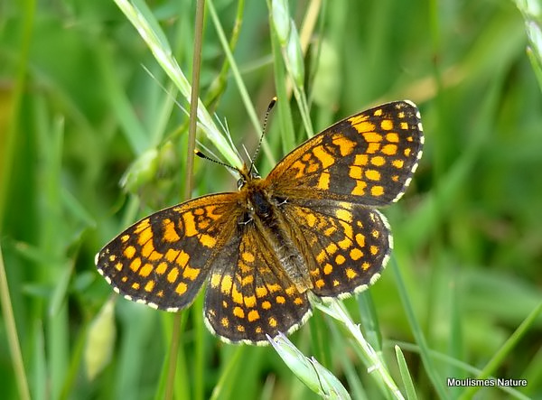 Heath Fritillary (Mellicta athalia)