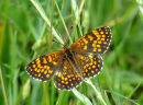 Heath Fritillary (Mellicta athalia)