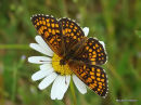 Heath Fritillary (Mellicta athalia)