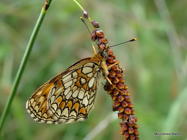 Heath Fritillary (Mellicta athalia)